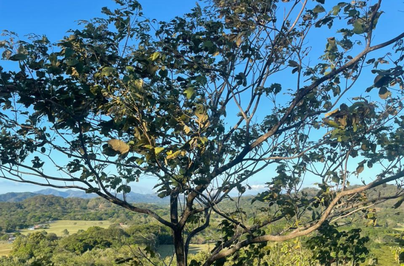 Homes for sale in Santa Cruz Costa Rica