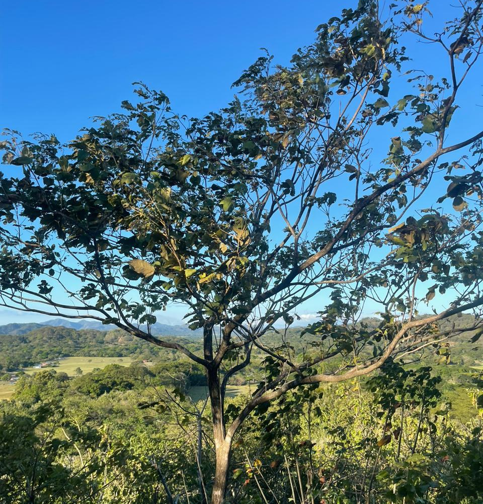 Homes for sale in Santa Cruz Costa Rica