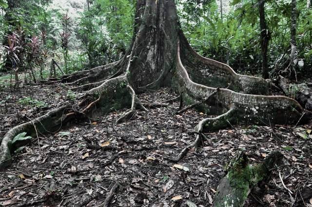 Building Lots for sale in Punta Uva Costa Rica