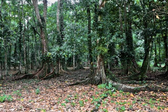 Building Lots for sale in Punta Uva Costa Rica