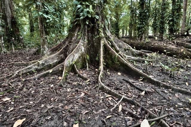 Building Lots for sale in Punta Uva Costa Rica