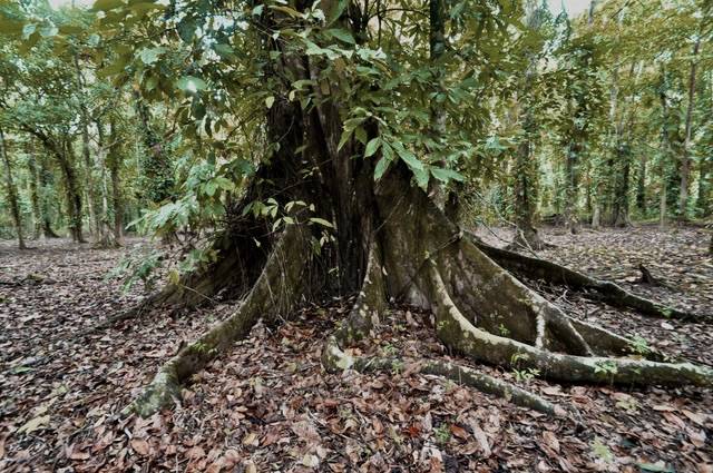 Building Lots for sale in Punta Uva Costa Rica