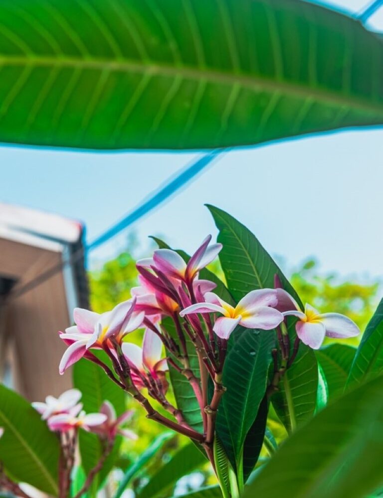 Homes for sale in Puntarenas Costa Rica