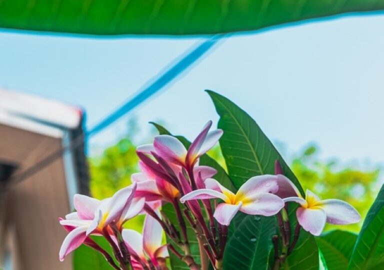 Homes for sale in Puntarenas Costa Rica