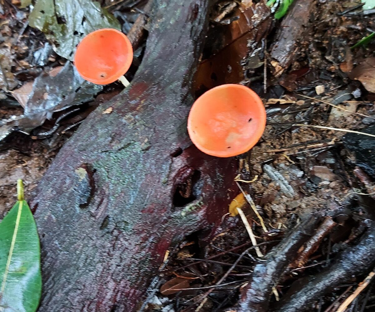 Development Land for sale in Jaco Beach Costa Rica