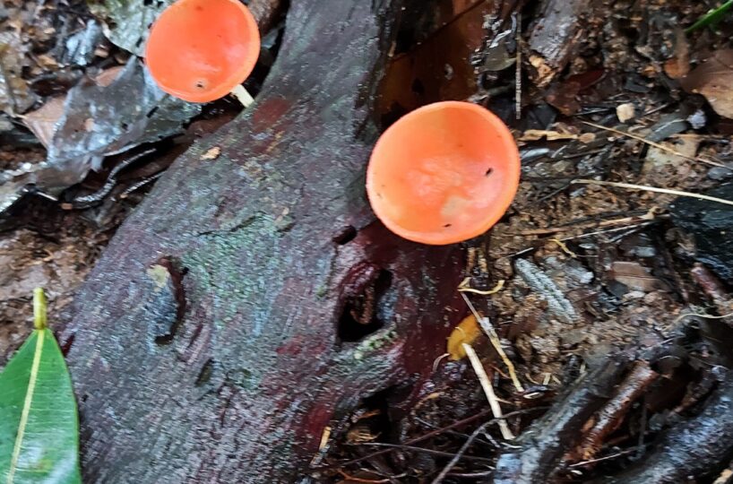 Development Land for sale in Jaco Beach Costa Rica