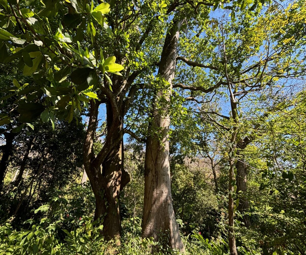 Homes for sale in Alajuela Costa Rica