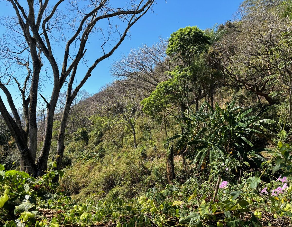 Homes for sale in Alajuela Costa Rica