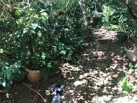 Homes for sale in Alajuela Costa Rica