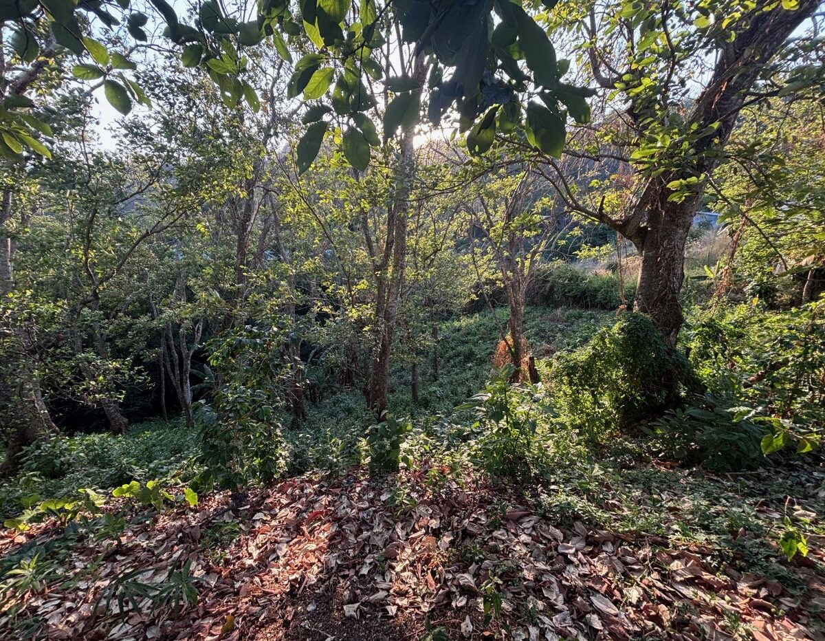 Homes for sale in Atenas Costa Rica