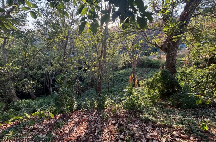 Homes for sale in Atenas Costa Rica