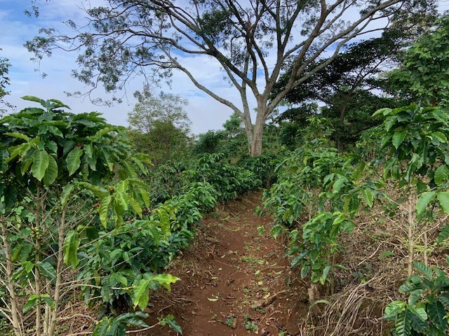 Building Lots for sale in Atenas Costa Rica