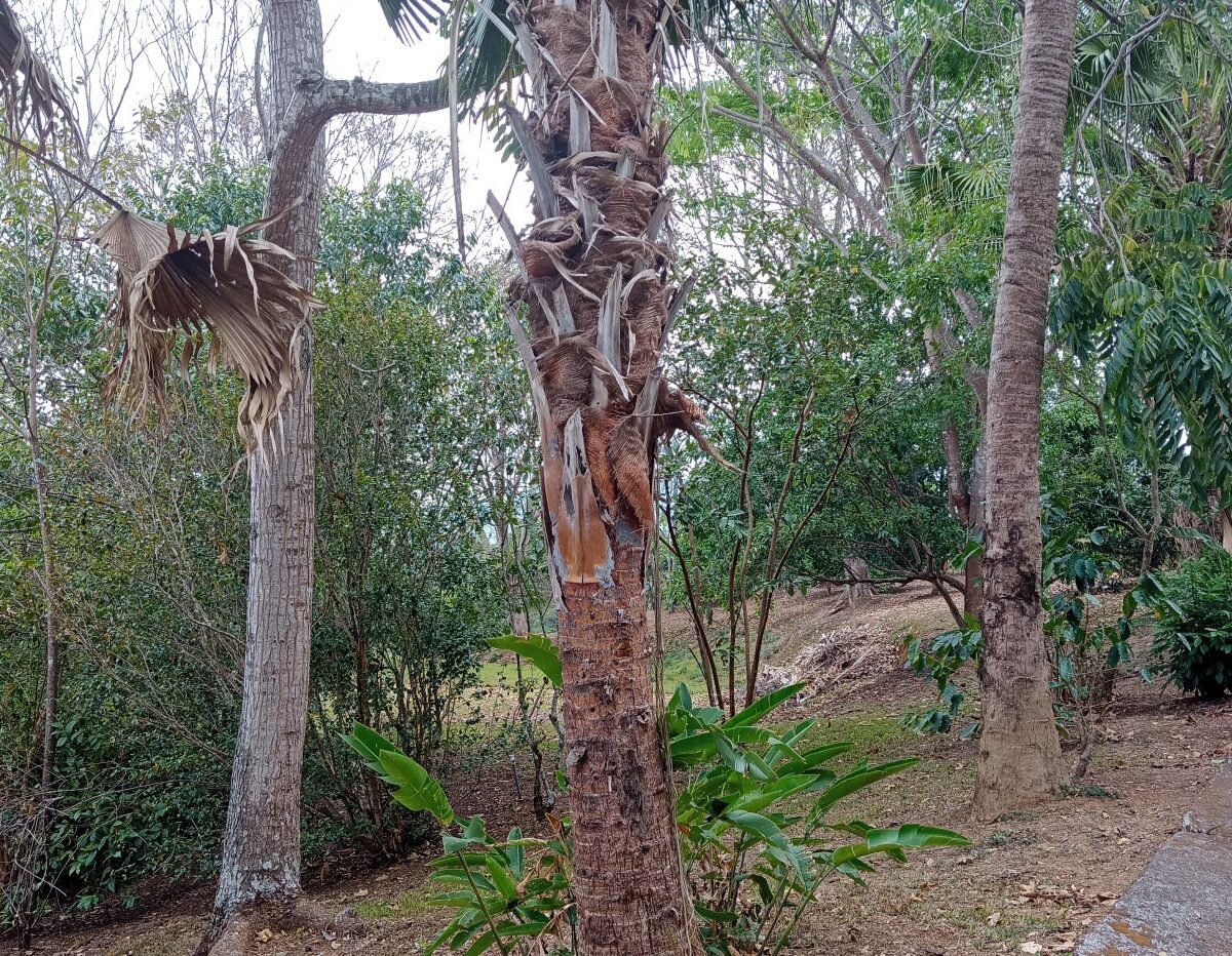 Building Lots for sale in Atenas Costa Rica