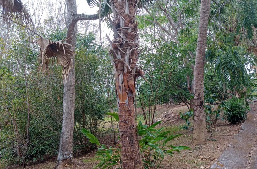 Building Lots for sale in Atenas Costa Rica