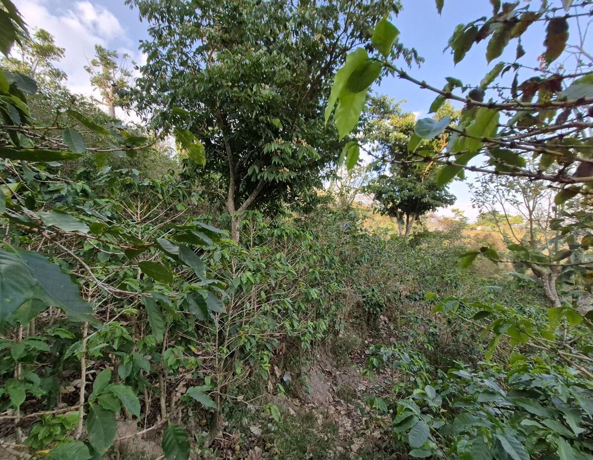 Building Lots for sale in Atenas Costa Rica