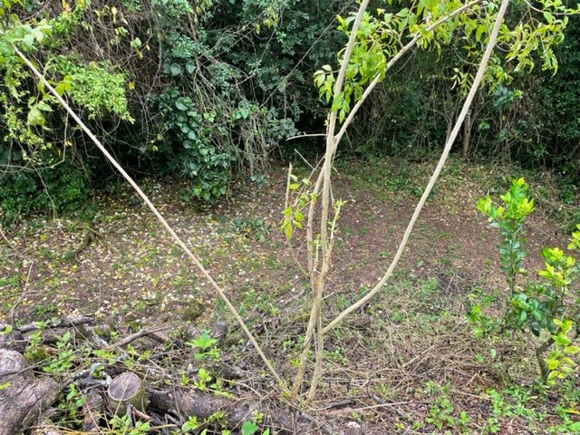 Building Lots for sale in Atenas Costa Rica