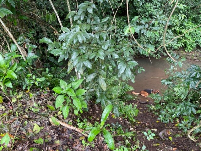 Building Lots for sale in Atenas Costa Rica