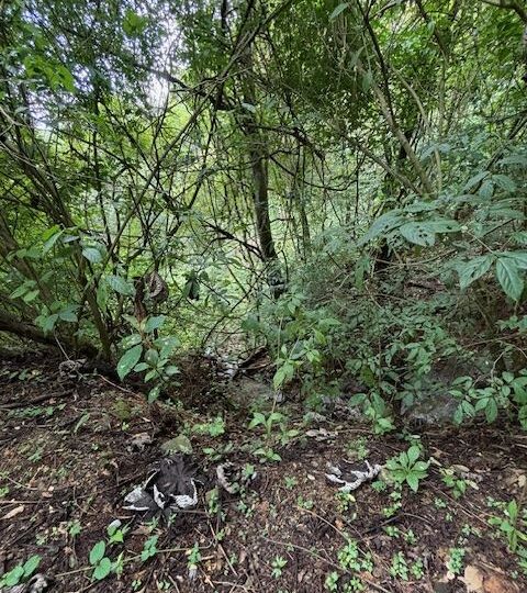 Homes for sale in Atenas Costa Rica