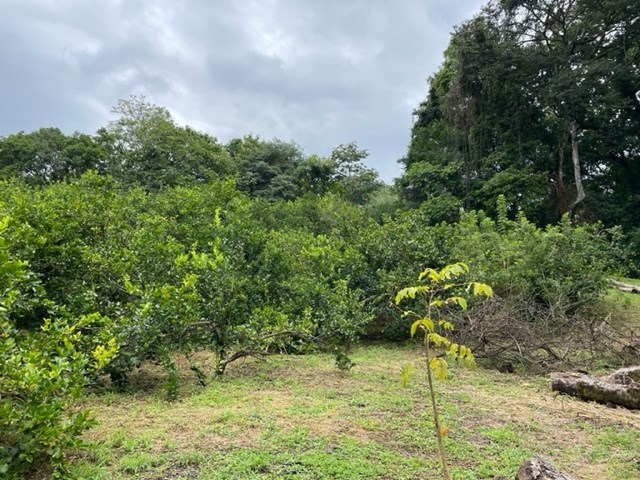 Building Lots for sale in Atenas Costa Rica