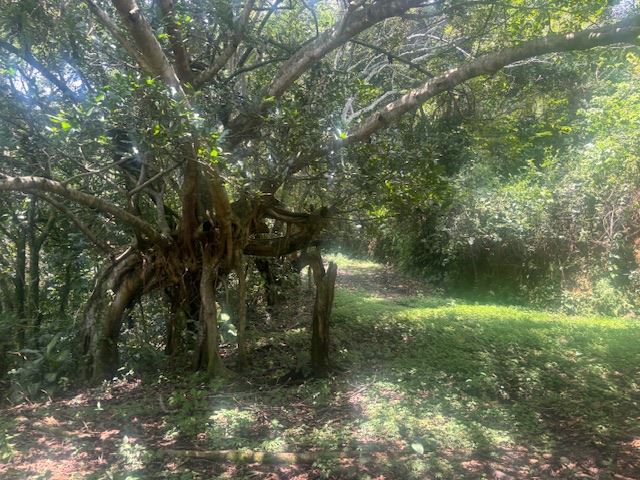 Homes for sale in Atenas Costa Rica