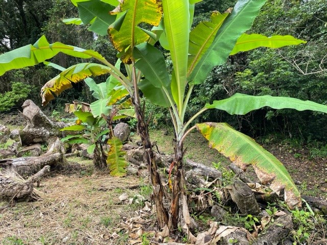 Building Lots for sale in Atenas Costa Rica