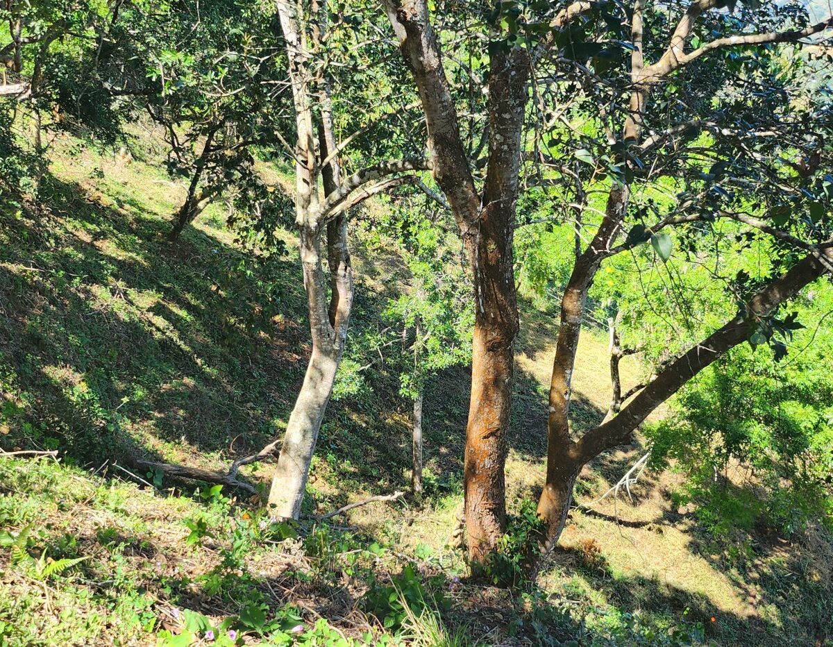 Homes for sale in Atenas Costa Rica