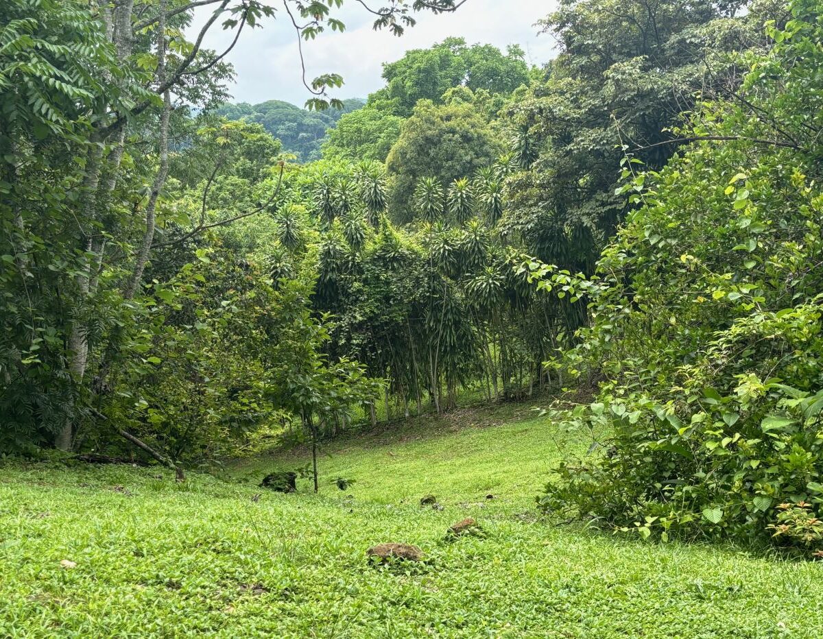 Homes for sale in Atenas Costa Rica