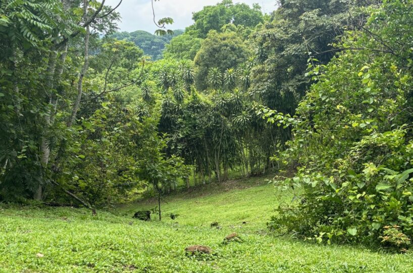 Homes for sale in Atenas Costa Rica