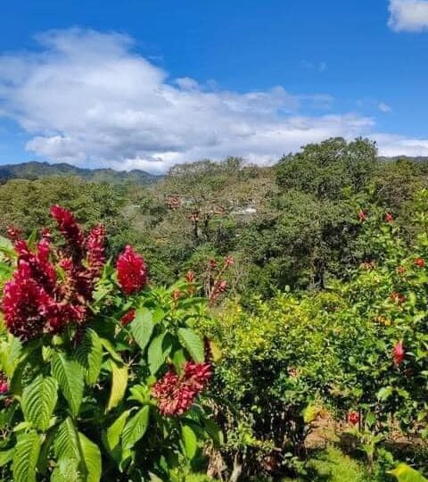 Homes for sale in Atenas Costa Rica