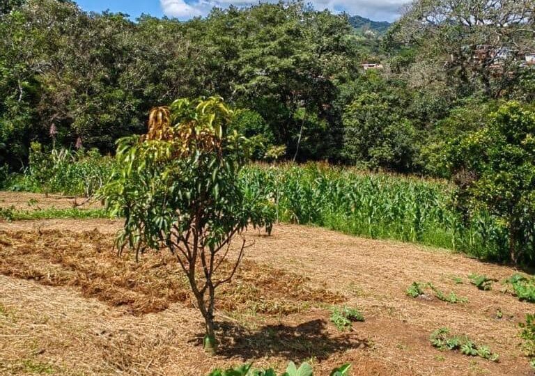 Homes for sale in Atenas Costa Rica