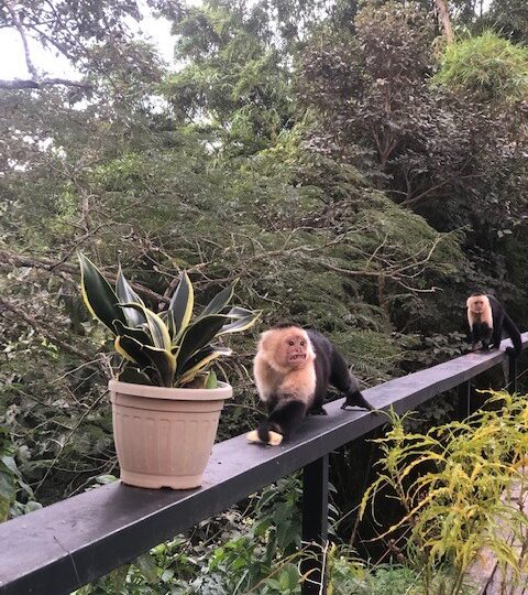 Homes for sale in Atenas Costa Rica