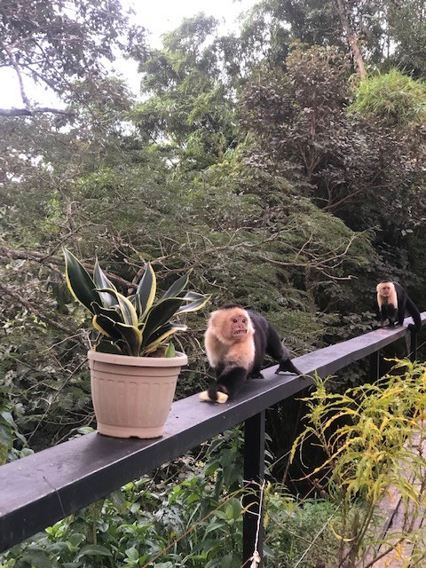 Homes for sale in Atenas Costa Rica