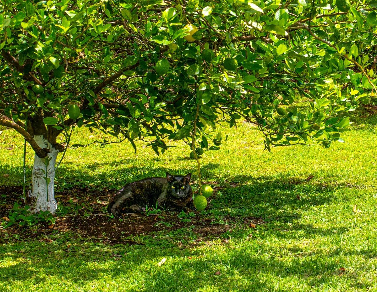 Homes for sale in Atenas Costa Rica