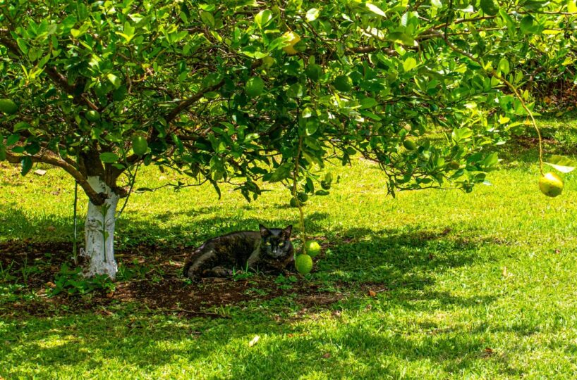 Homes for sale in Atenas Costa Rica