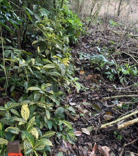 Building Lots for sale in Atenas Costa Rica