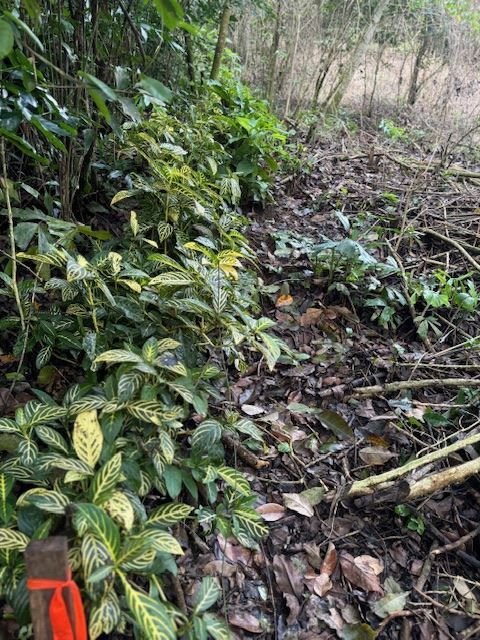 Building Lots for sale in Atenas Costa Rica