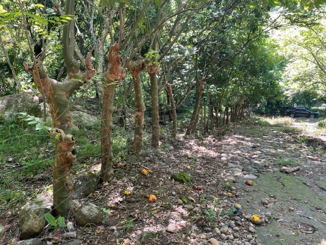 Building Lots for sale in Atenas Costa Rica