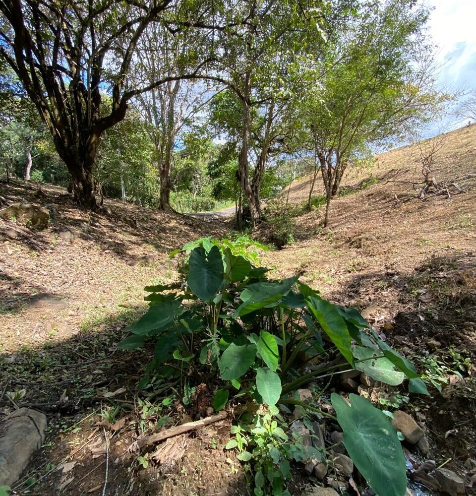 Building Lots for sale in Atenas Costa Rica