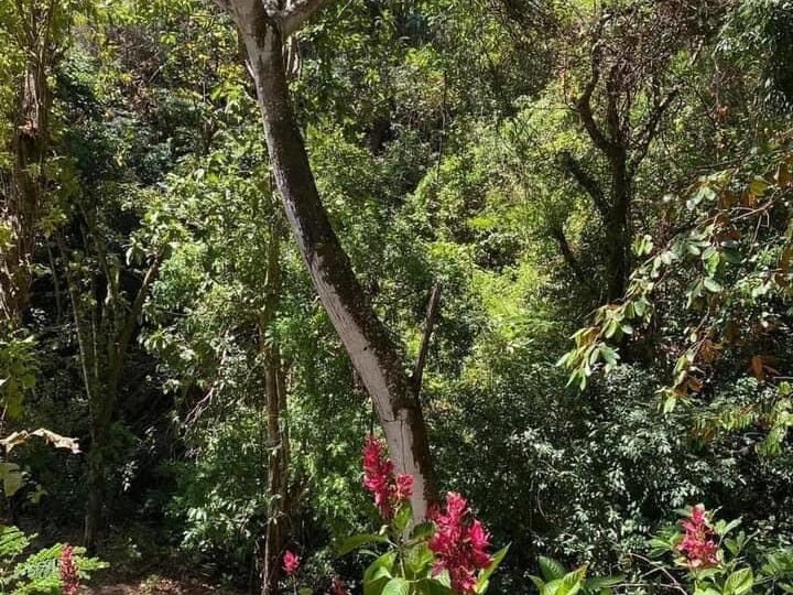 Building Lots for sale in Atenas Costa Rica