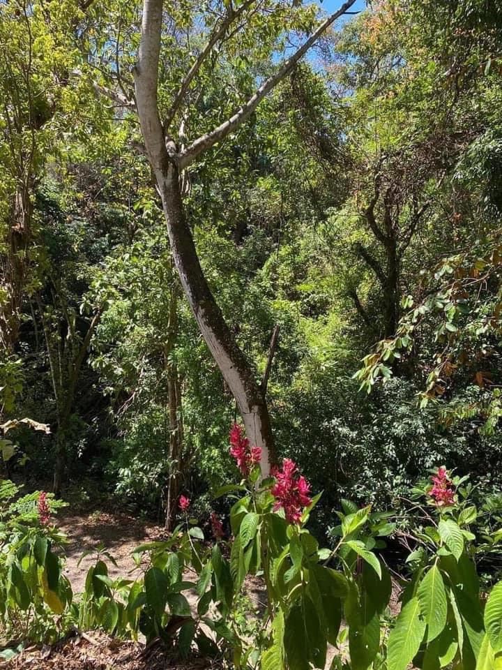 Building Lots for sale in Atenas Costa Rica