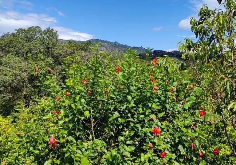 Homes for sale in Atenas Costa Rica