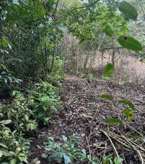 Building Lots for sale in Atenas Costa Rica