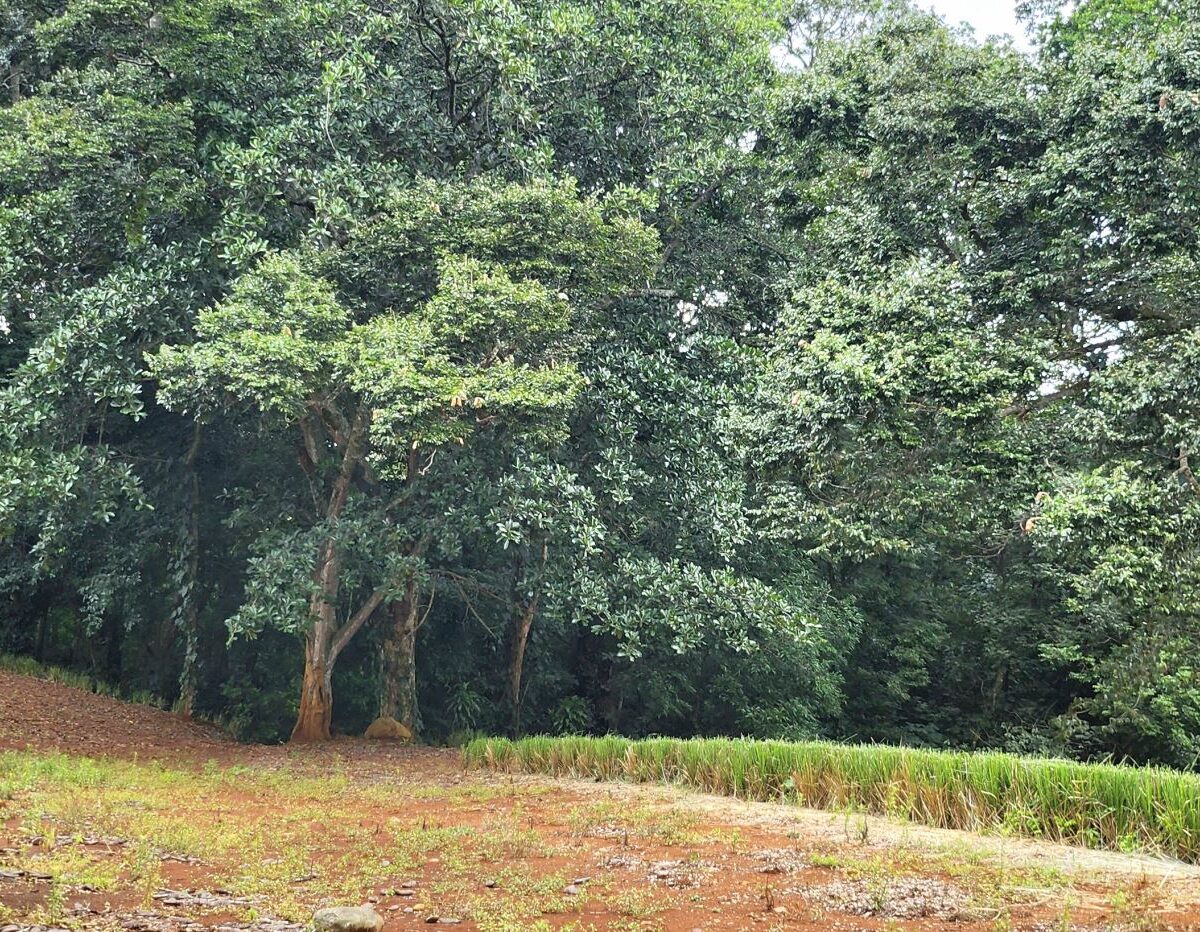 Building Lots for sale in Atenas Costa Rica