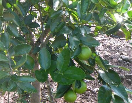 Building Lots for sale in Atenas Costa Rica