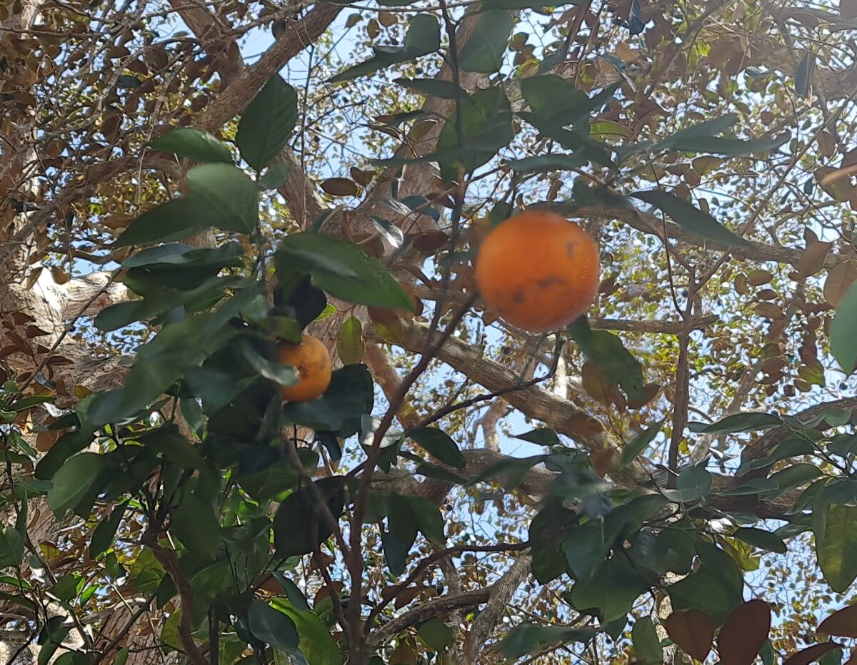 Homes for sale in Atenas Costa Rica