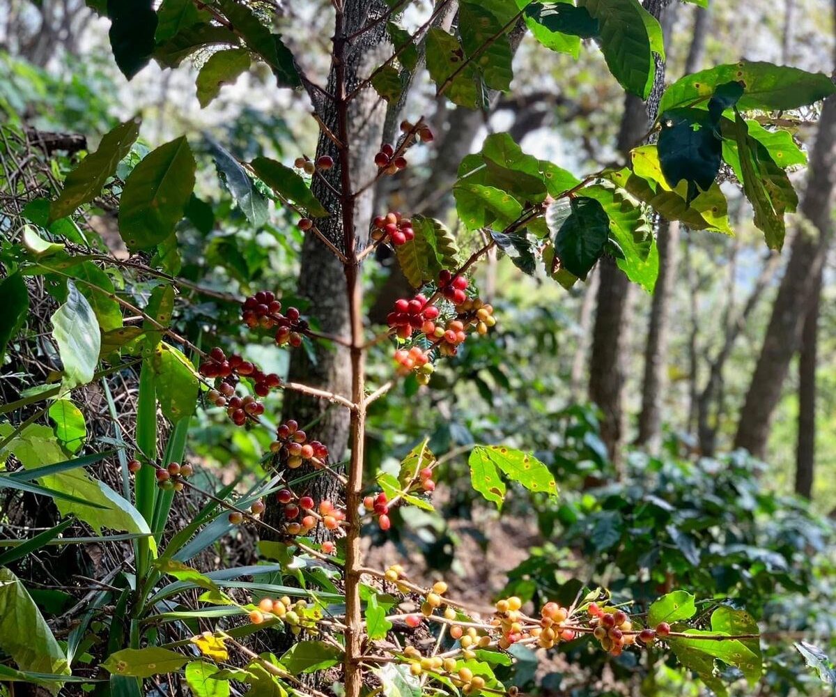 Building Lots for sale in Atenas Costa Rica