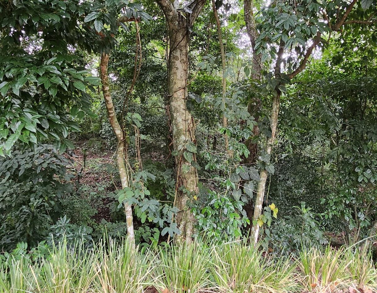 Building Lots for sale in Atenas Costa Rica