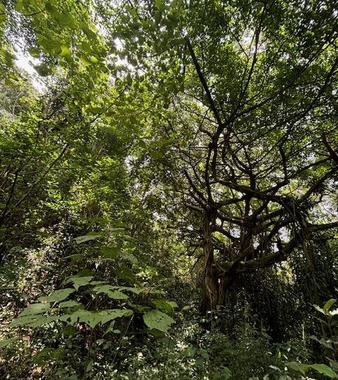 Homes for sale in Atenas Costa Rica