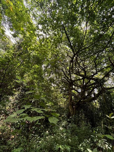 Homes for sale in Atenas Costa Rica