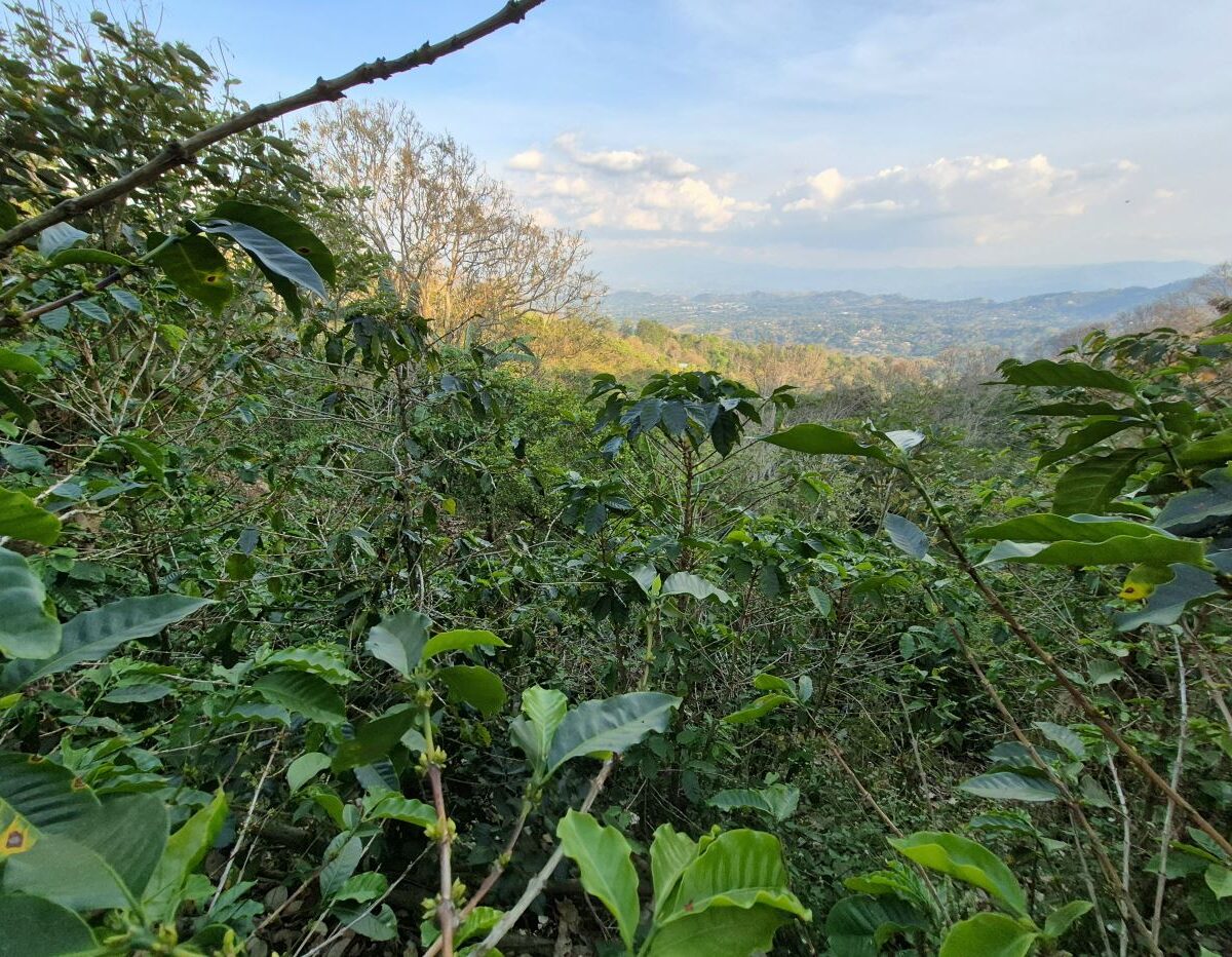 Building Lots for sale in Atenas Costa Rica